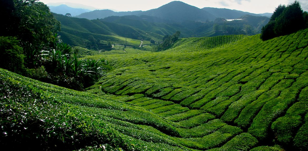Cameron Highlands