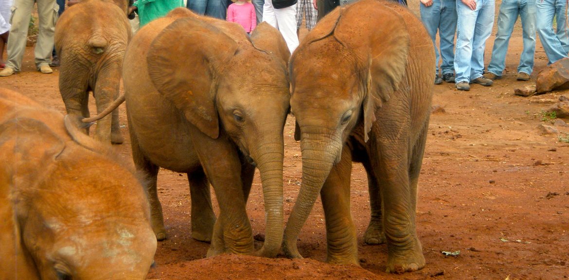 A Day at the Elephant Orphanage