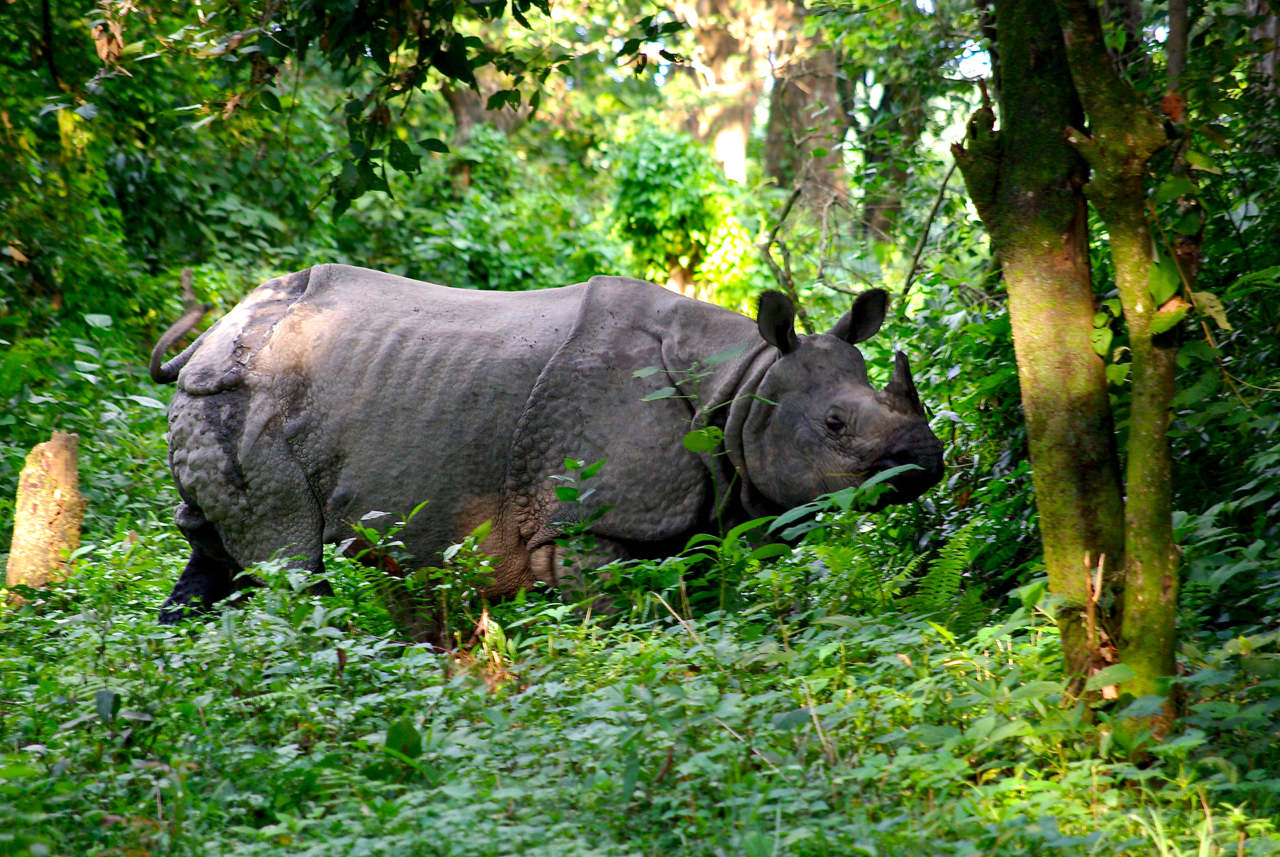 Chitwan National Park | BackpackU